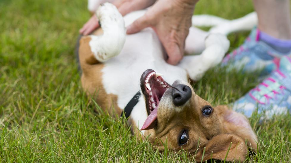 happy dog getting belly rubbed in grass