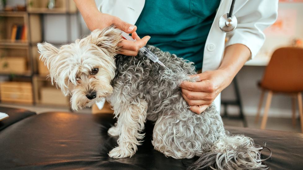 fluffy grey dog sitting on exam table getting injection from vet