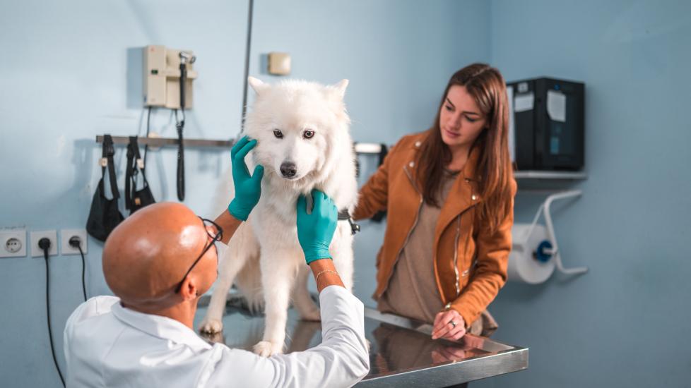 dog on table while vet looks at him 