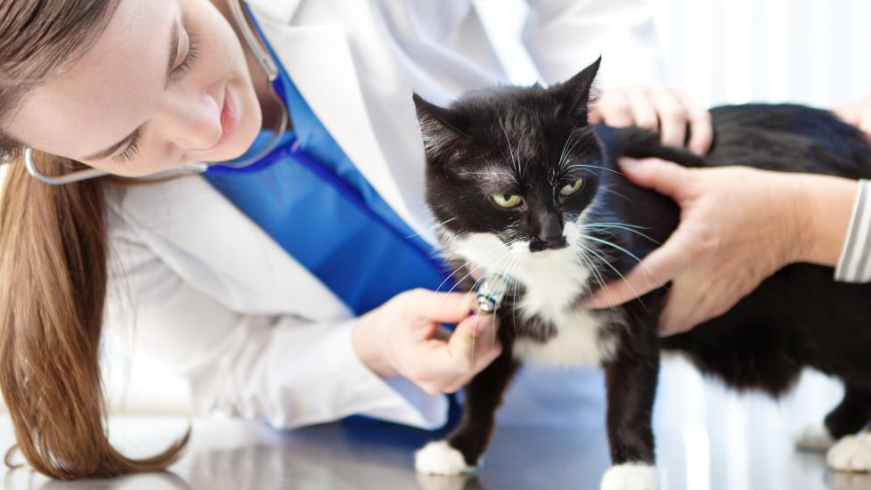 vet using stethoscope to check cat's heartbeat