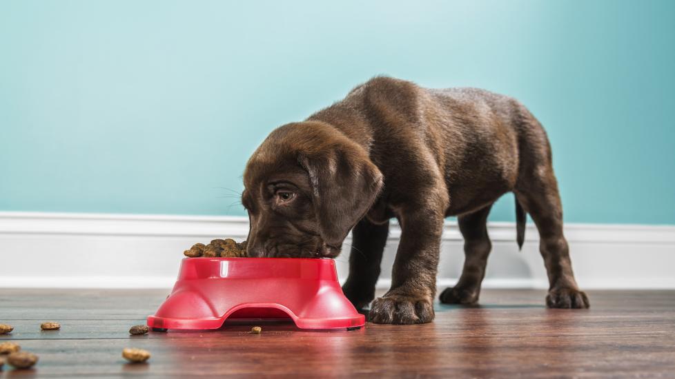 chocolate lab puppy eating kibble from red food bowl