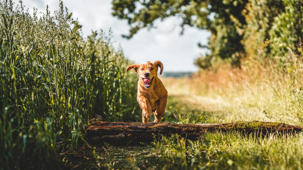 A Golden Retriever puppy runs through a field.