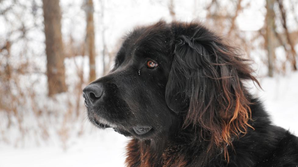 A Newfoundland pup looks out into the snow.