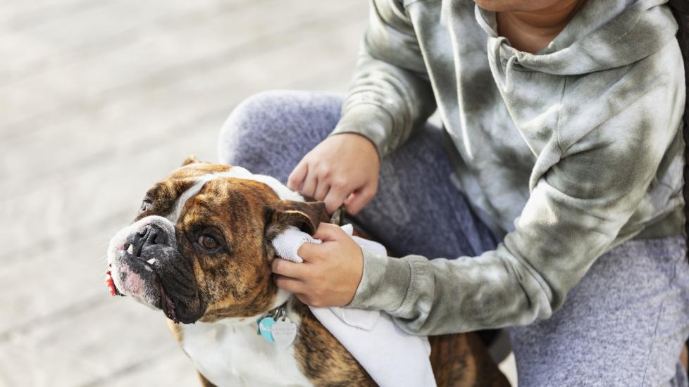 A pet parent cleans their pup's ears.