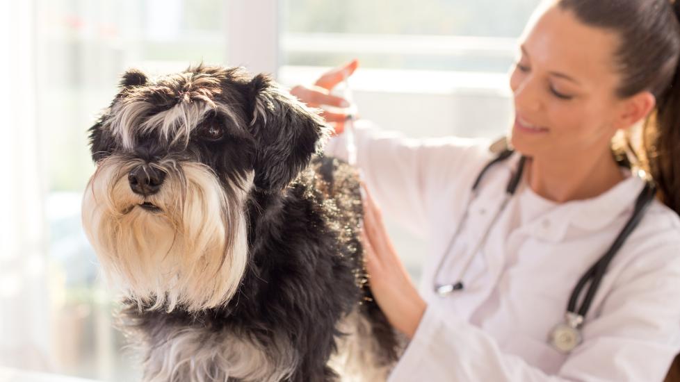 EPI in Dogs (Exocrine Pancreatic Insufficiency in Dogs) PetMD