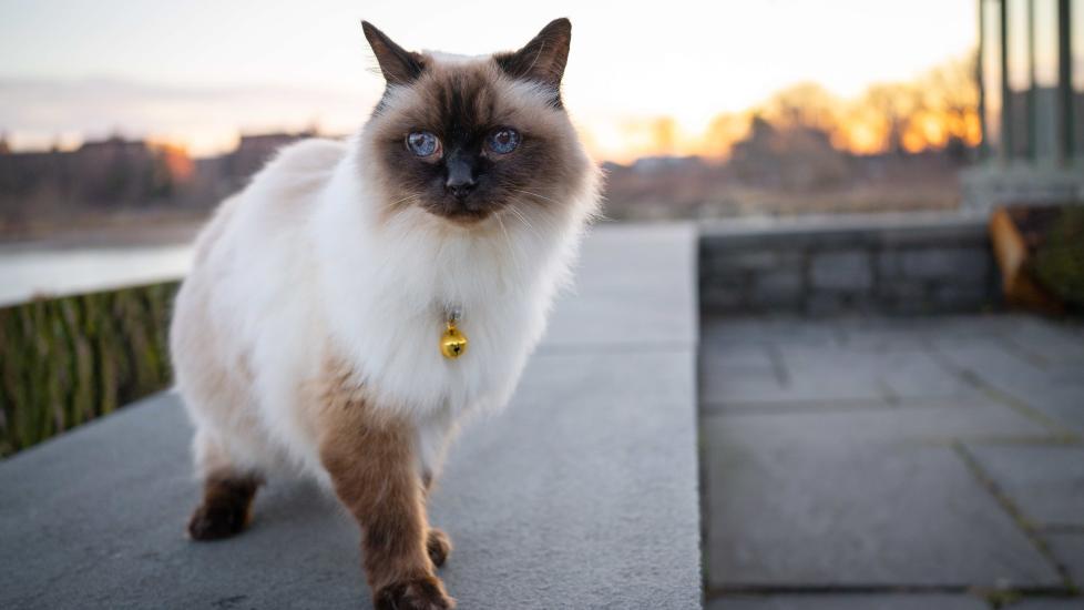 colorpoint balinese cat wearing a gold bell