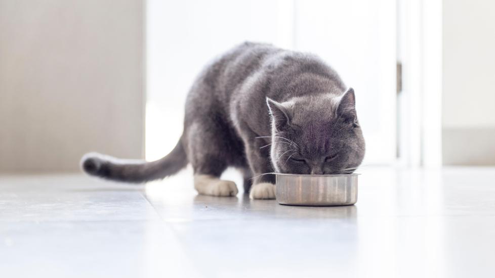 gray cat eating out of a metal food bowl