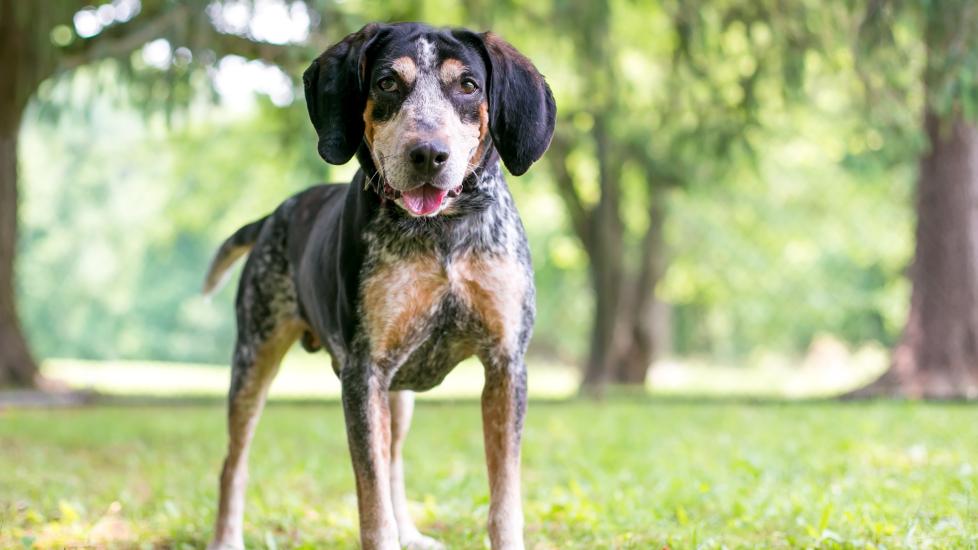 bluetick coonhound standing in a park smiling at the camera