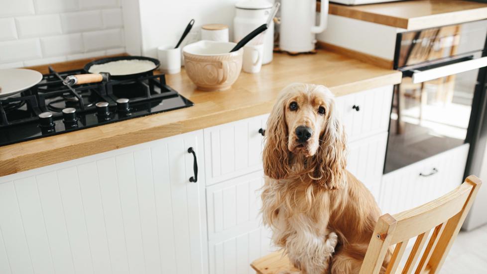Can Dogs Have Nutmeg? PetMD