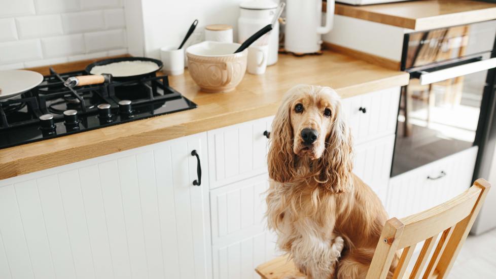 cocker spaniel sitting on a chair in a kitchen looking at the camera