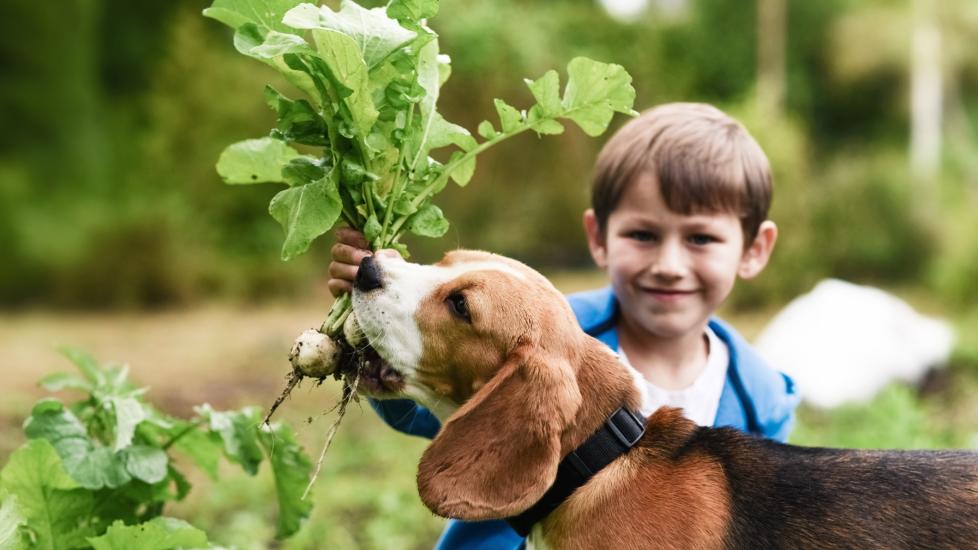 little boy holding radishes and a beagle chomping on them