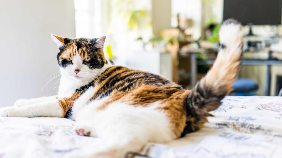 calico cat lying on a bed with their tail flicking