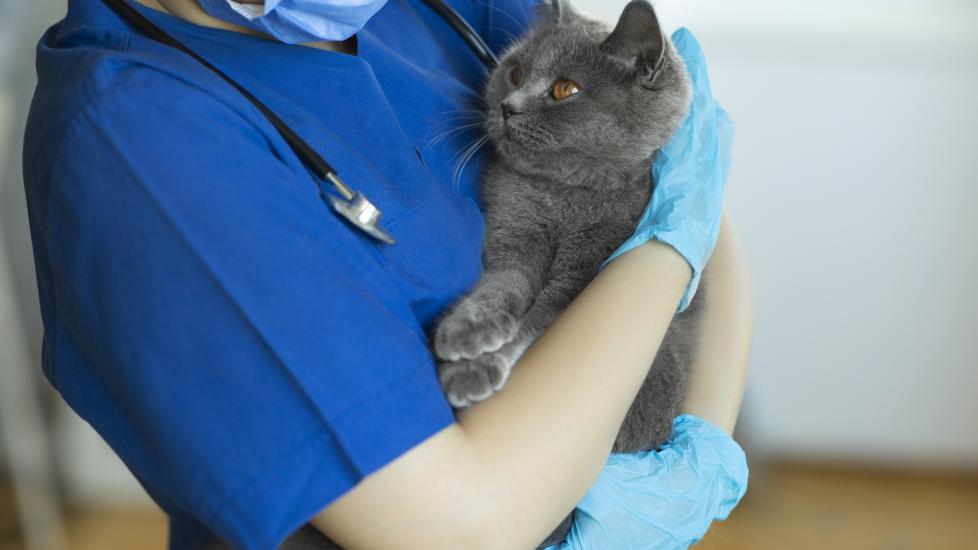 Bilious Vomiting Syndrome (BVS) in Cats PetMD