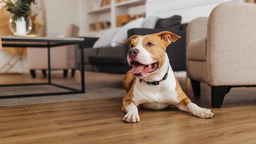 tan and white pit bull smiling and lying on the floor of a living room