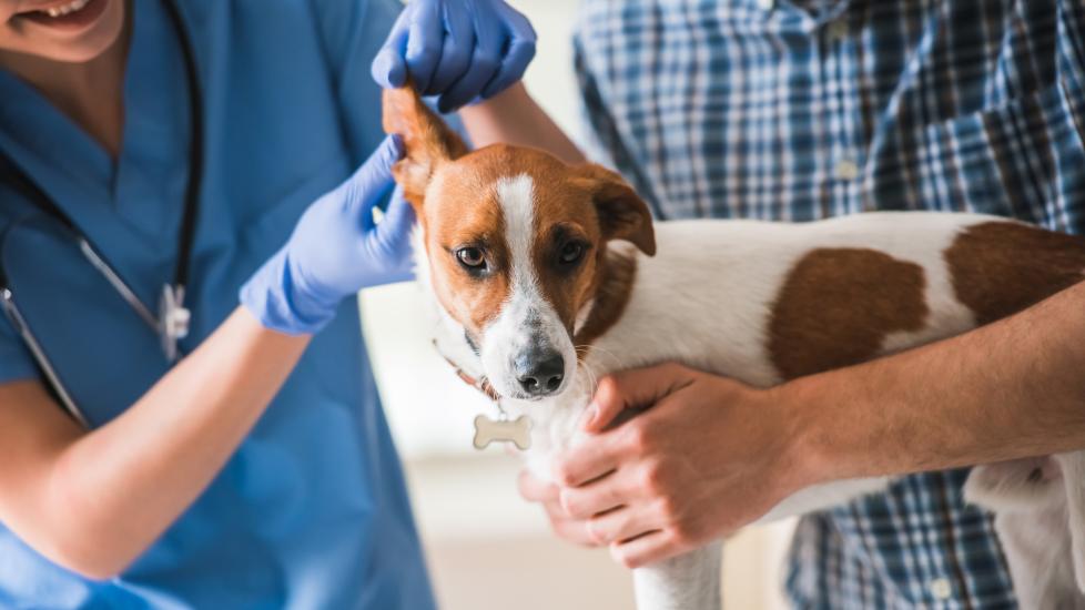A vet checks a dog's ears.