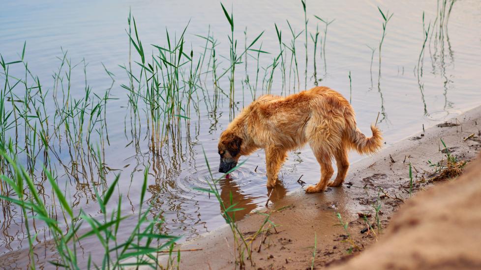 A dog drinks from a lake.