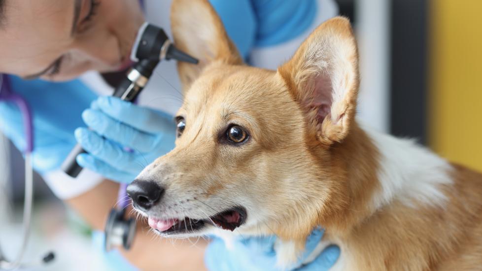 A dog gets their ear examined at the vet.