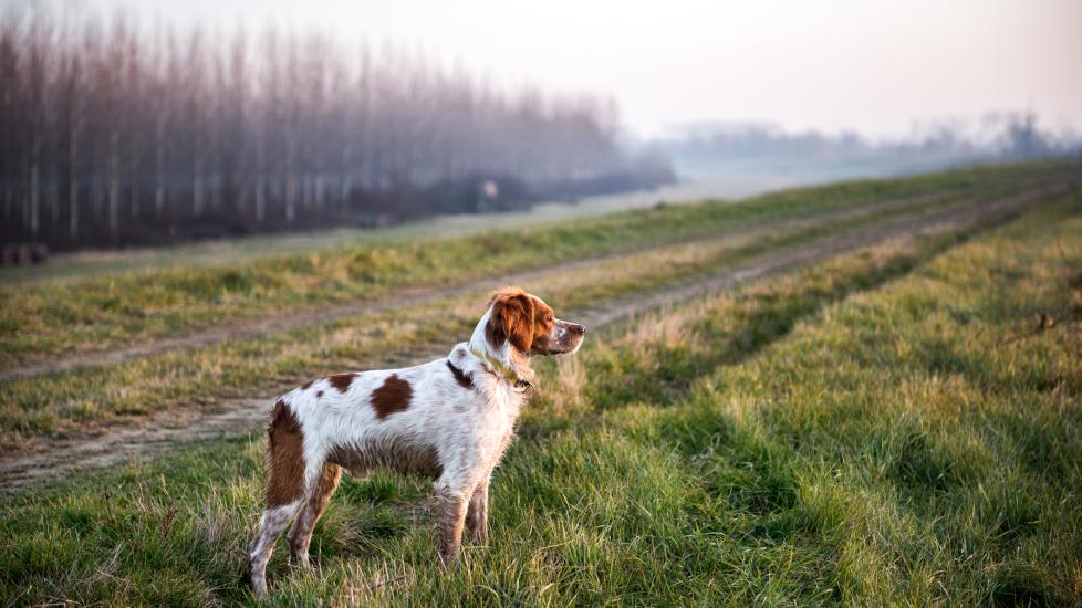 A dog stands in a field.