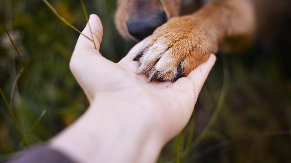A dog gives their pet parent their paw.