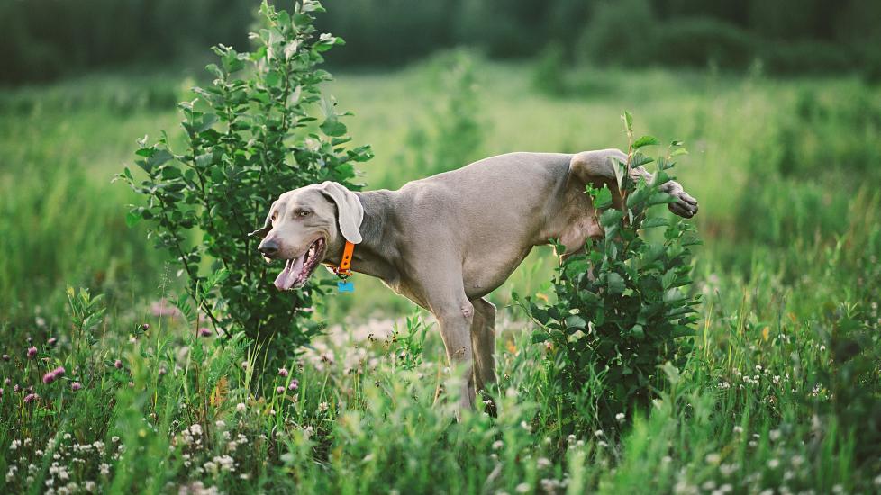 A dog urinates in a green field.