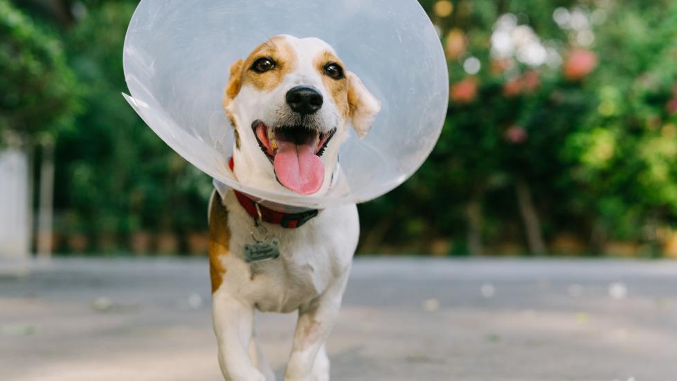 A pup with a cone smiles at the camera.