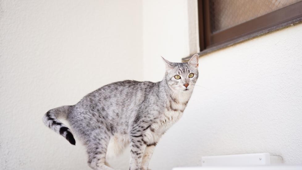 silver egyptian mau cat balancing on a table