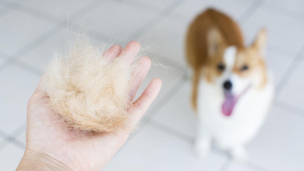 person holding a ball of dog hair with a corgi standing in the background
