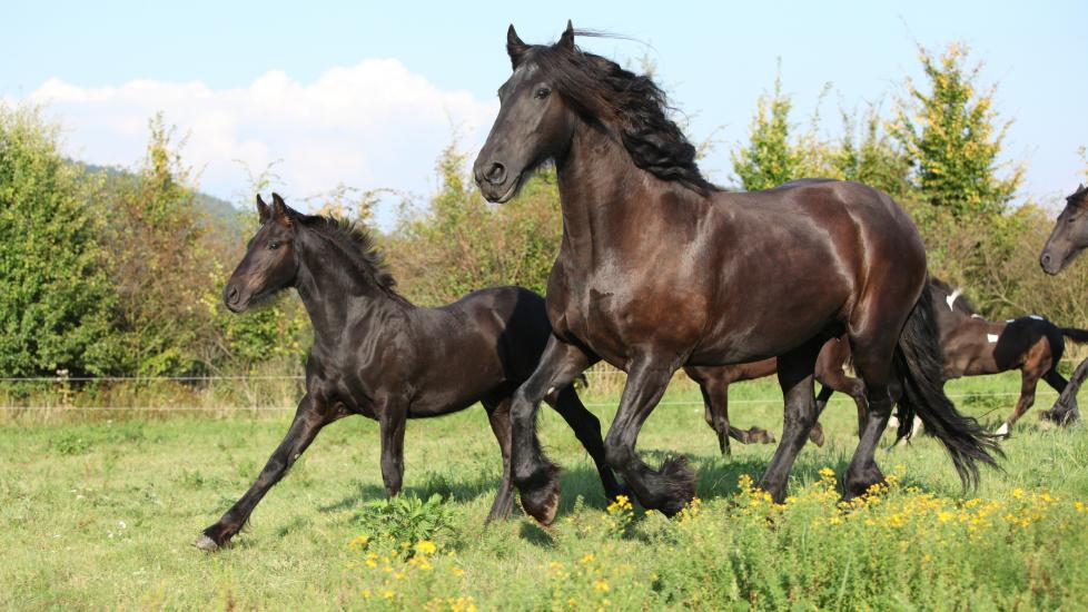 Friesian mare and foal running