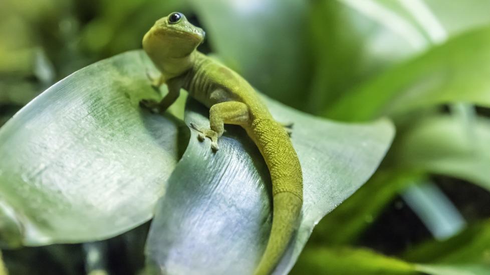 Gecko on leaf