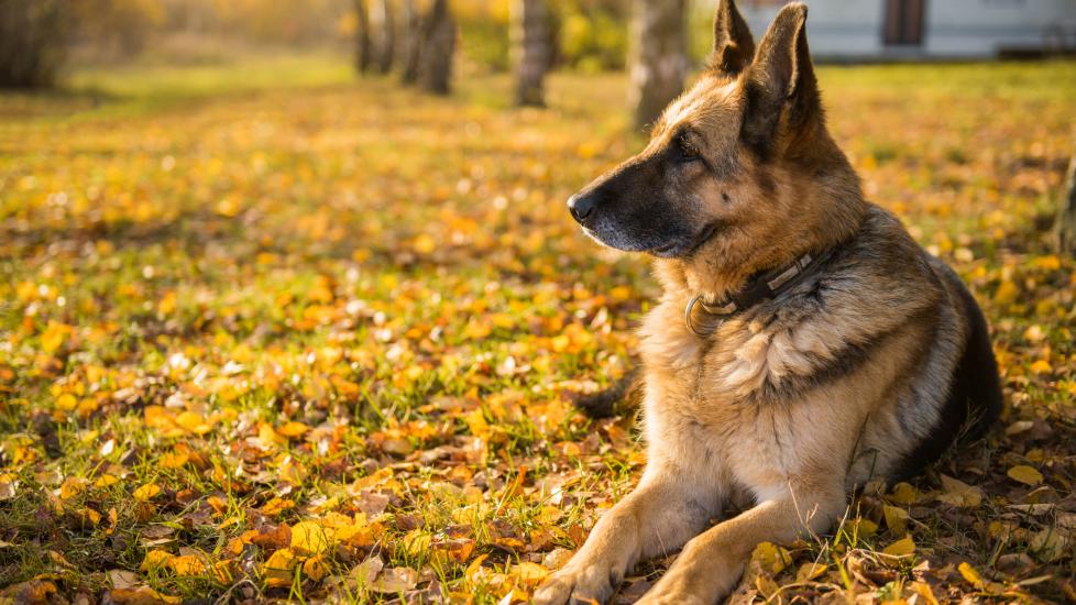 A German Shepherd lays on the grass with an autumnal backdrop.