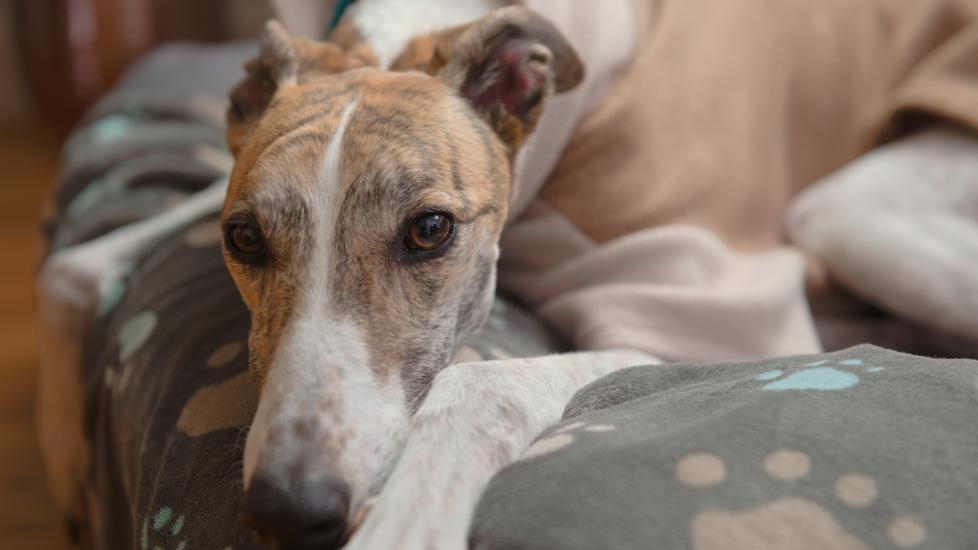 My Dog Ate Silica Gel. Now What? PetMD