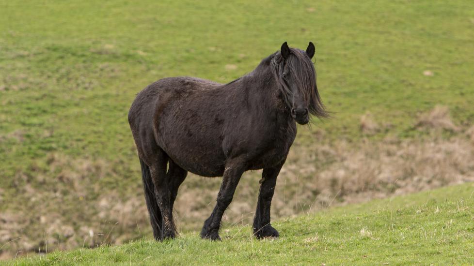 Black highland pony