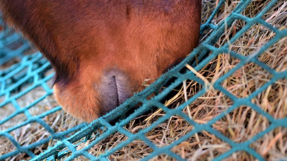 Horse eating hay out of a net