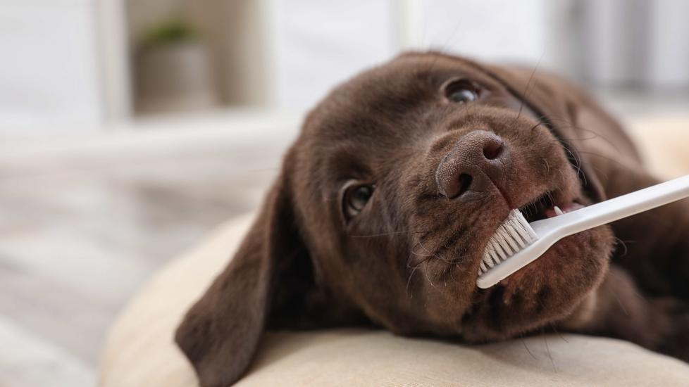 chocolate lab puppy with a toothbrush in his mouth