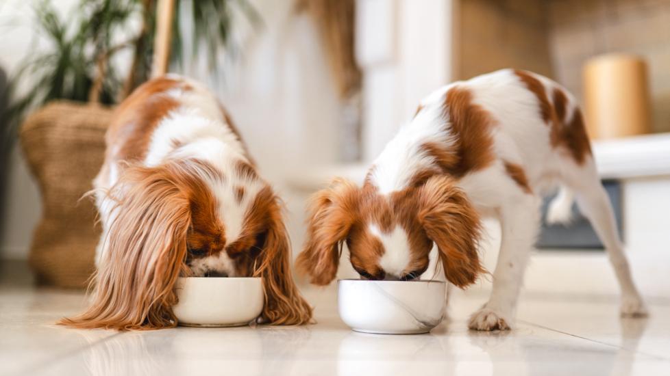 two cavalier king charles spaniels eating from white dog food bowls