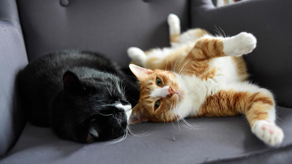 two cats lying close together on a chair two cats lying close together on a chair