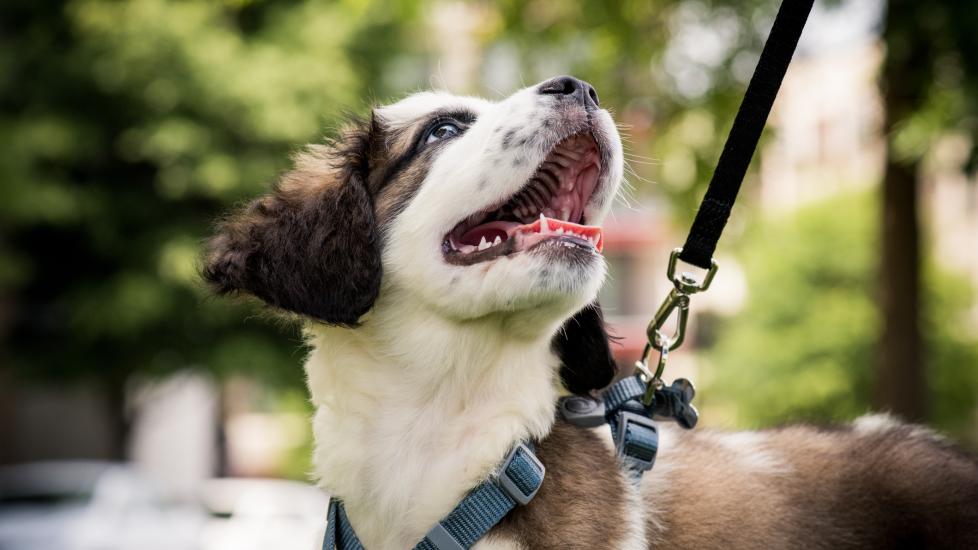 saint bernard puppy on a leash and harness looking up at their human