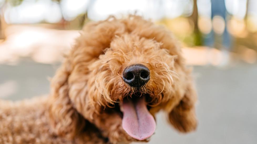 close-up of a brown smiling doodle dog