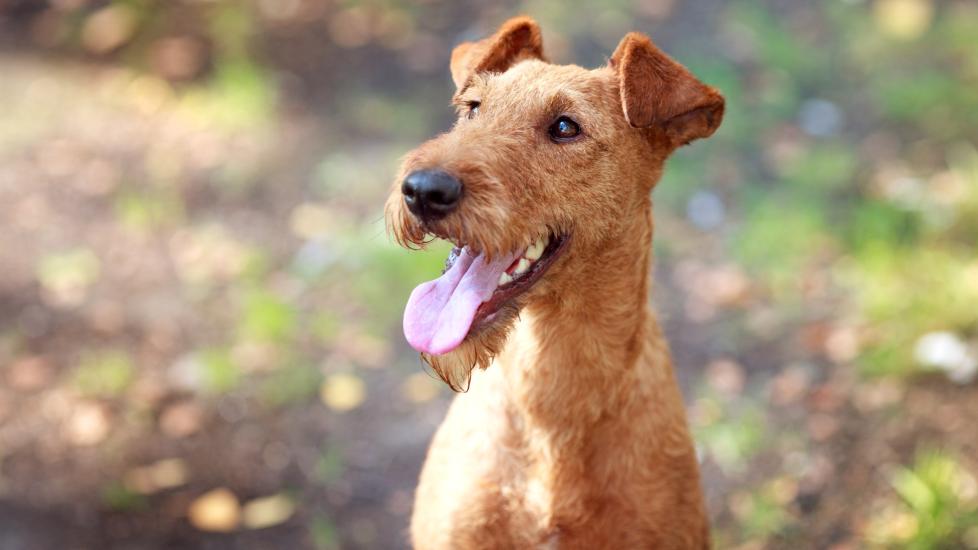 red irish terrier smiling at the camera
