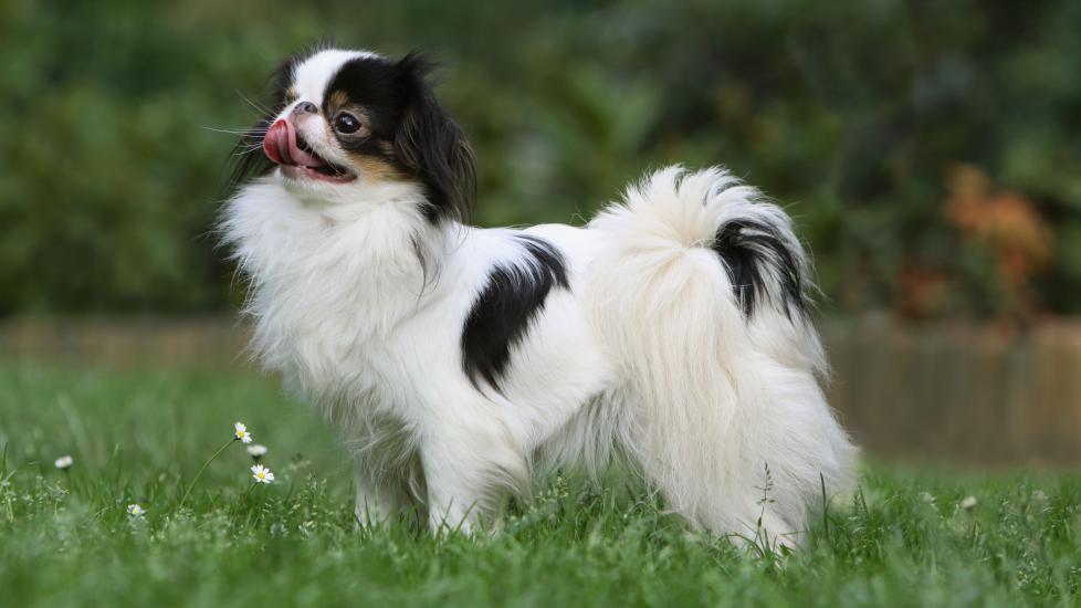 tricolor japanese chin standing in grass