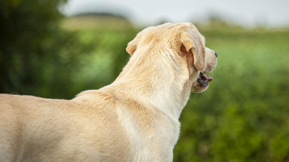 A photo of a Yellow Lab from behind.