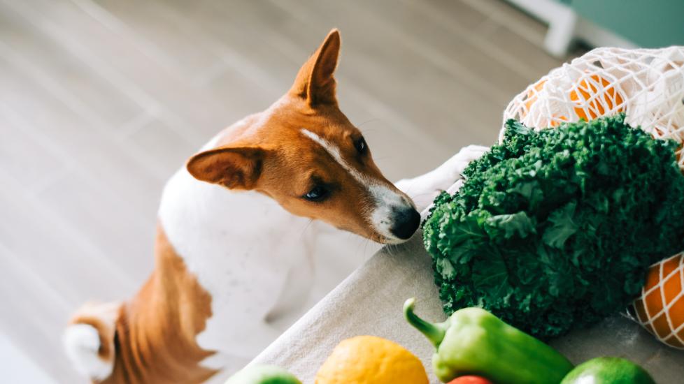 A dog sniffs at some veggies on a kitchen counter.