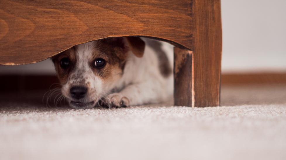 A puppy hides under the bed.
