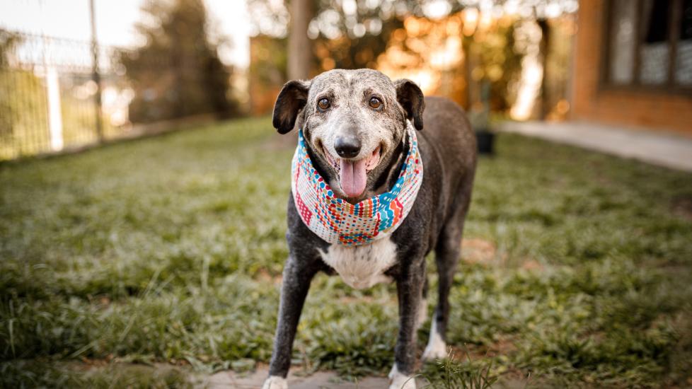 A senior dog smiles at the camera.