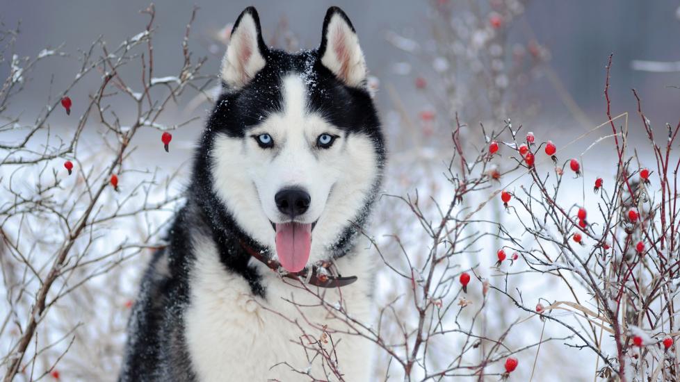 black siberian husky with blue eyes in the winter