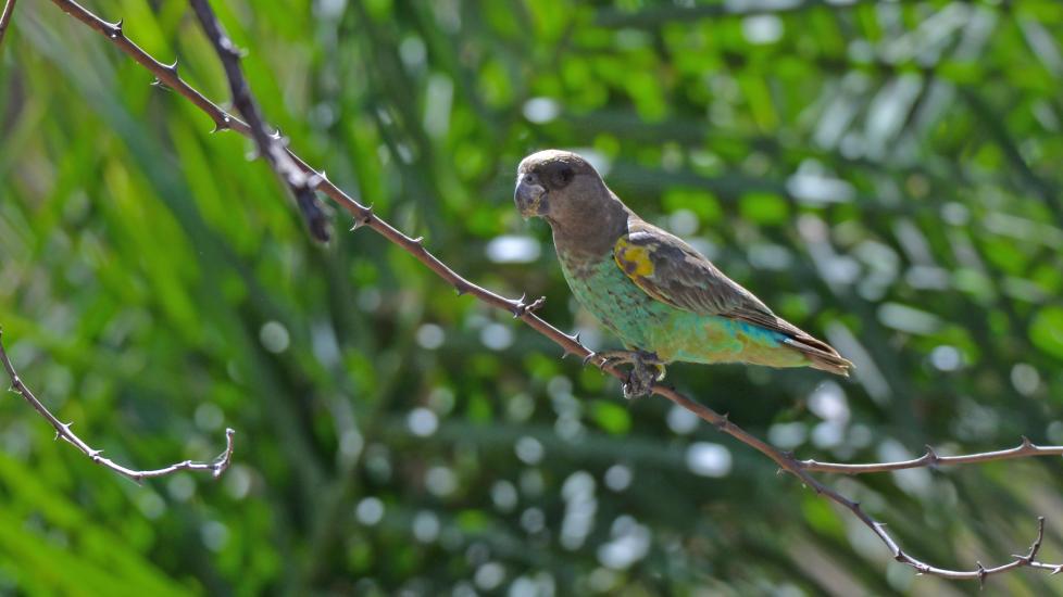 Meyers parrot in tree