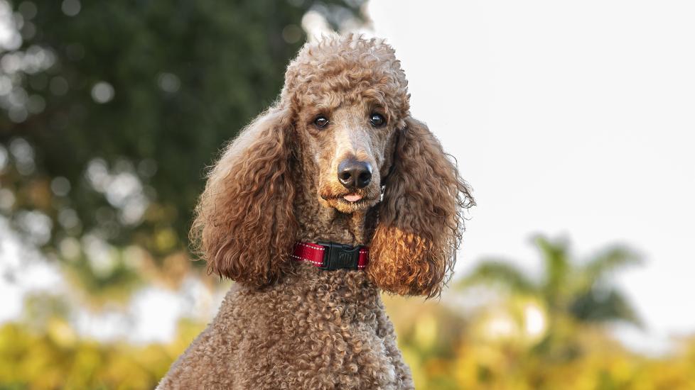 A Standard Poodle stands in a backyard.