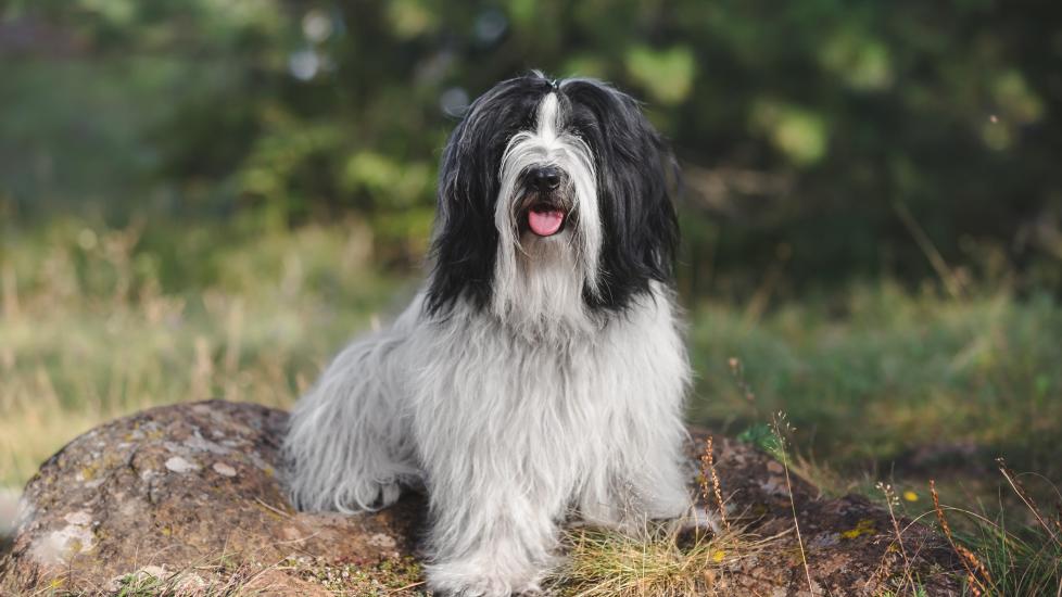 black and white tibetan terrier sitting on a rock