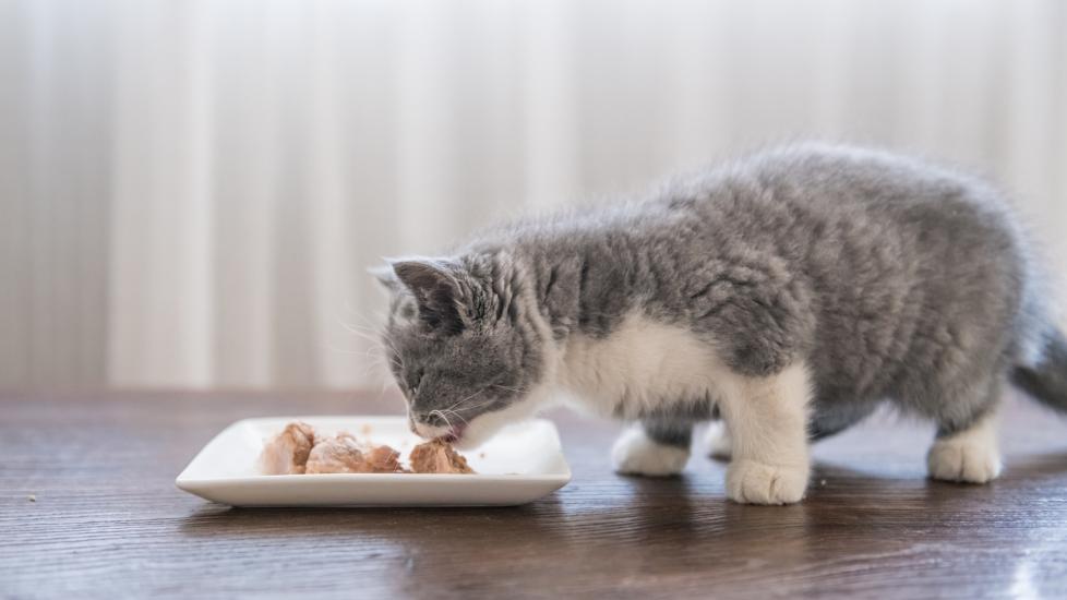 gray and white kitten eating wet food from a plate