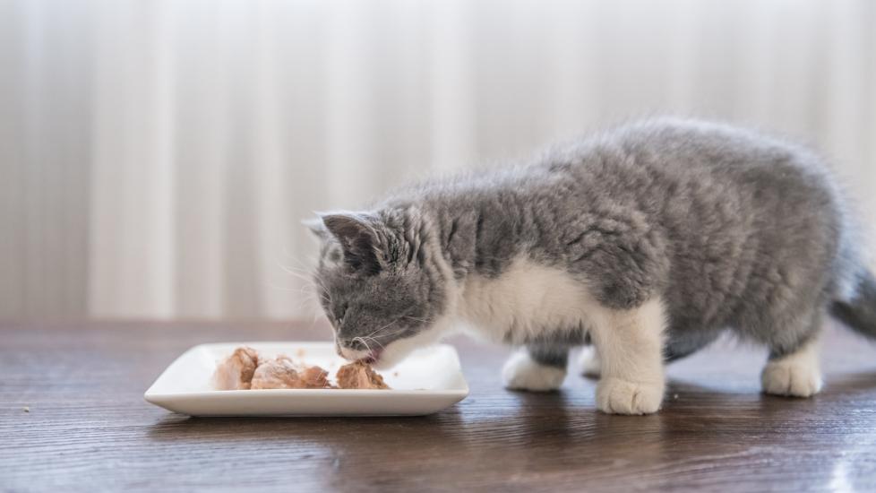 gray and white kitten eating wet food from a plate gray and white kitten eating wet food from a plate